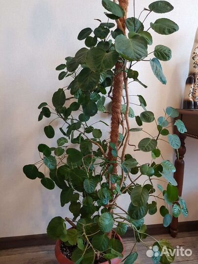 Полисциас Фабиан + росток