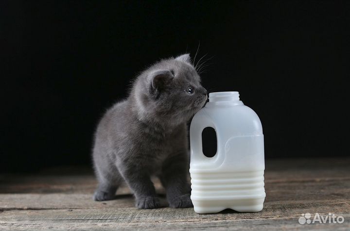 Британский котенок Парсифаль