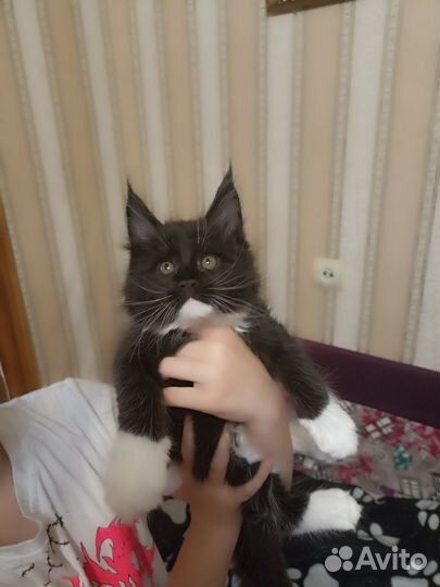 Котята мейн-кун