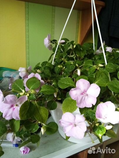 Ванька мокрый