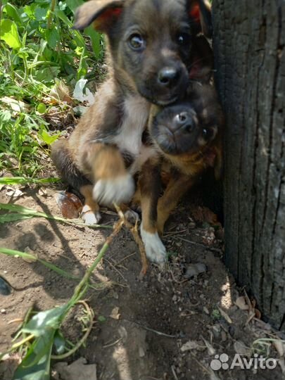 Парень 2,5 месяца. Будет до 12кг