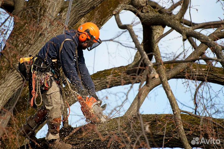 Удаление деревьев, спил деревьев под ключ