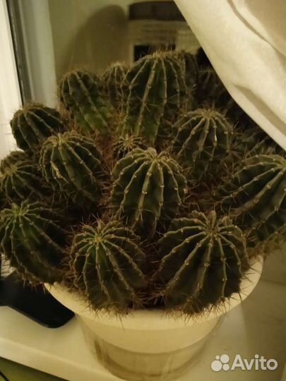Большой кактус