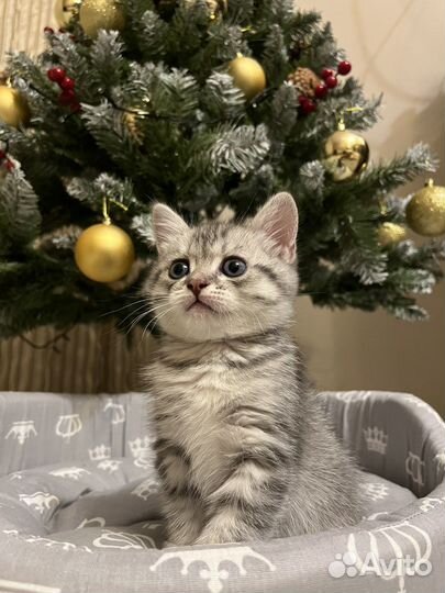 Котик для вязки