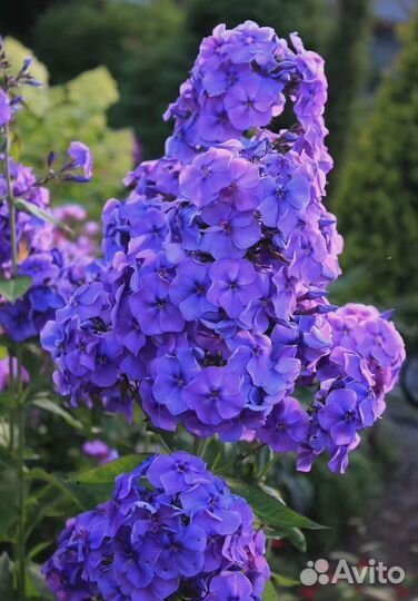 Саженцы Флокса метельчатого 7 сорт горшок доставка