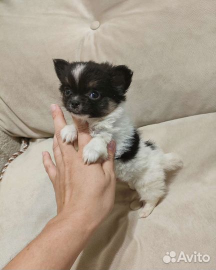 Чихуахуа мальчик мини