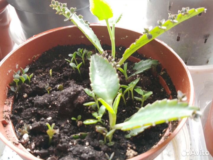 Каланхоэ лечебное