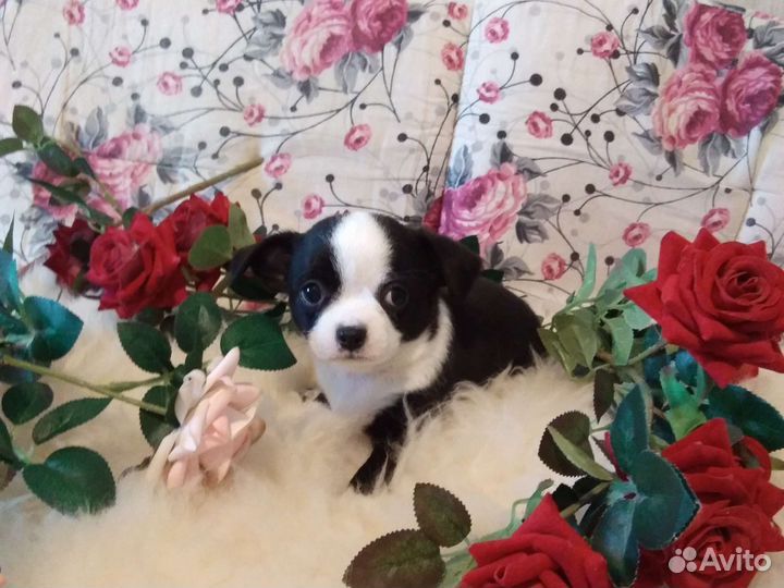 Щенки чихуахуа стандарт