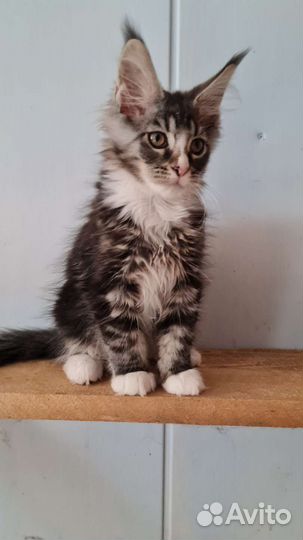 Мейн-кун малыш