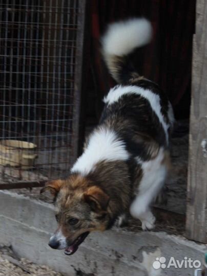 Пухляш ищет дом