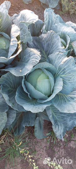 Капуста сорт 