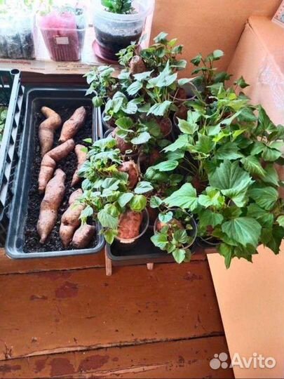 Батат рассада