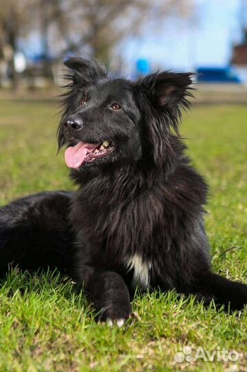 Собаки из приюта