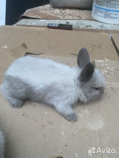 Кролики мини