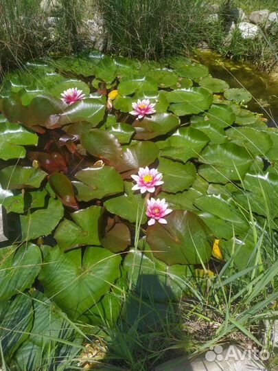 Кувшинка для пруда