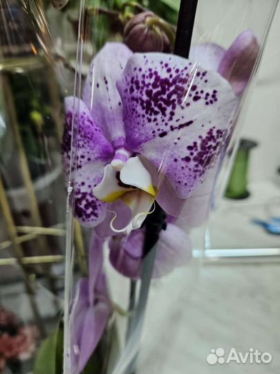 Орхидея