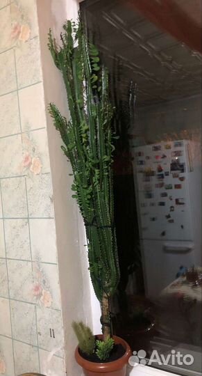 Молочай трехгранный