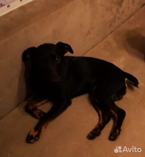 Найдена собака