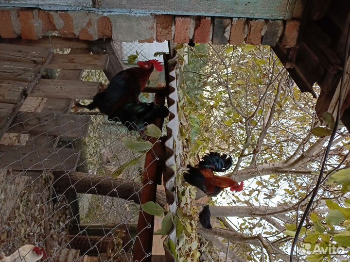 Молодые петушки на племя