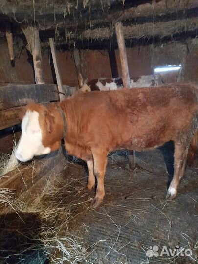 Продам телку
