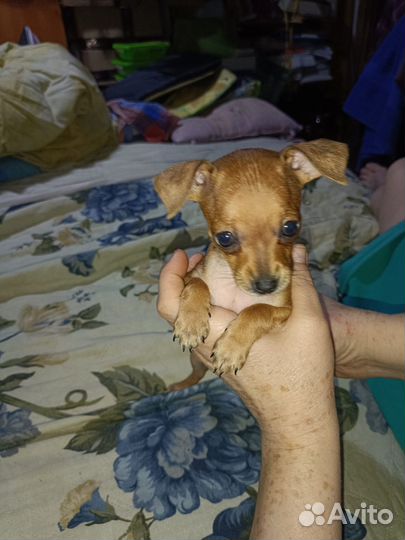 Той-терьер щенки