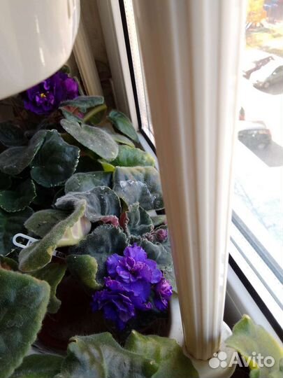 Фиалка листики сортовых