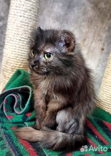 Кошечка Симашка