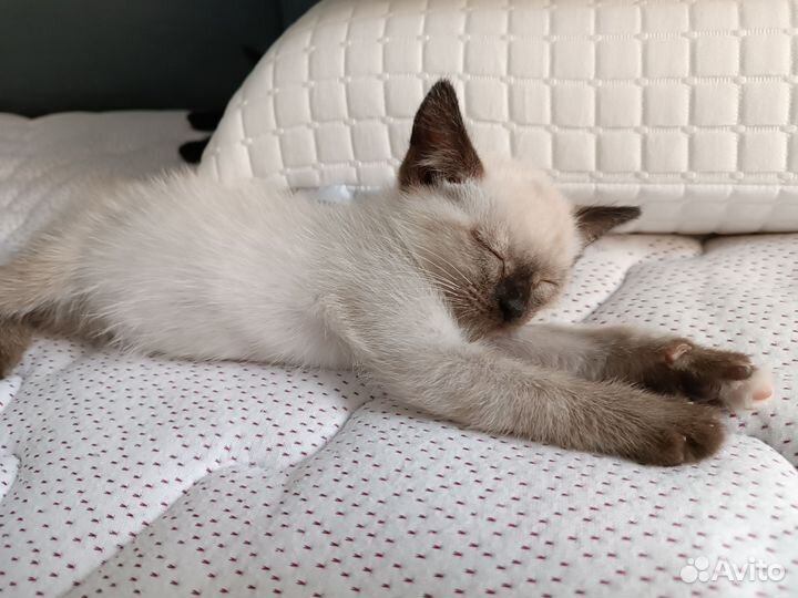 Котёнок девочка