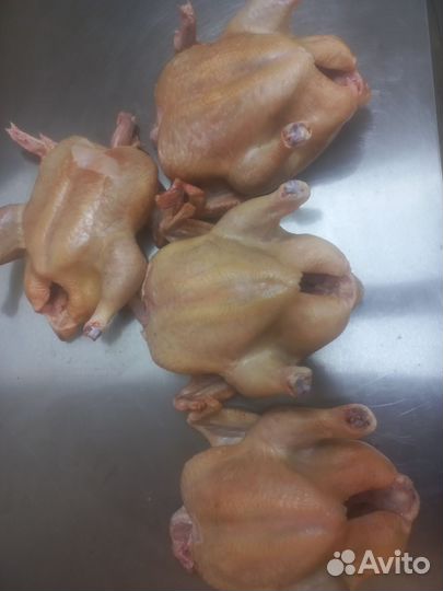 Цыплята бройлеры кобб 500