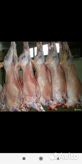 Мясо баранина