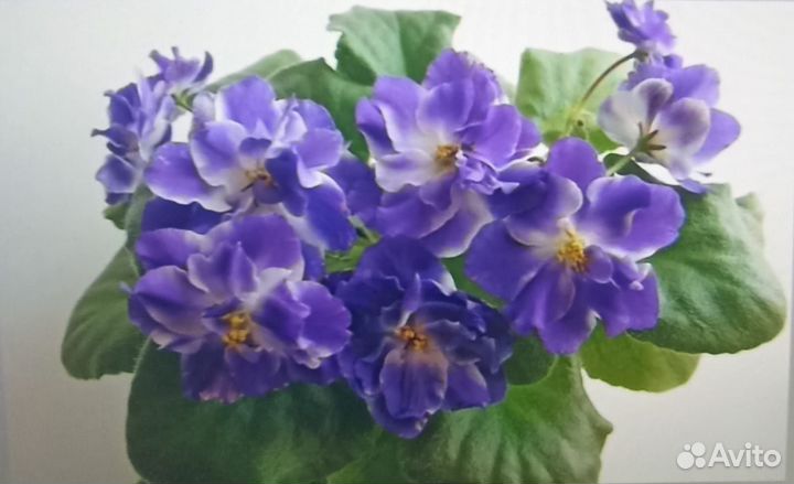 Фиалки сортовые