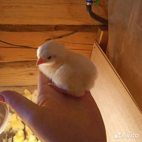 Бройлер Росс308,Кобб500, Арбор айкрес (кобб700)