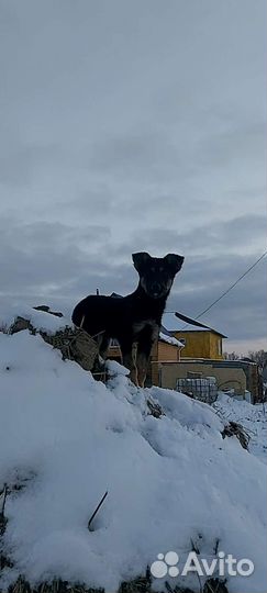 Щенок от приюта миниатюрная порода