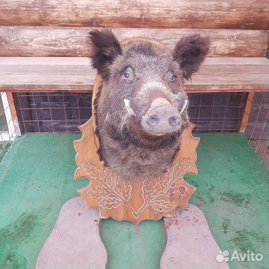 Продам чучелу кабана