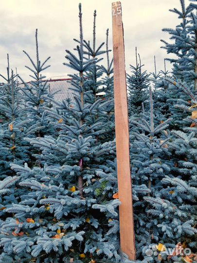 Саженцы ели голубой, кедр, ива, кизильник и др