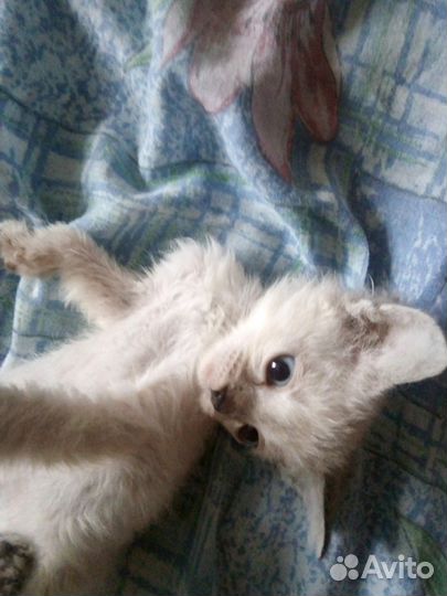 Ла-перм лаперм