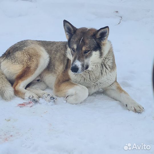 Лола и Барон