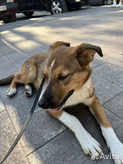 Щенок в добрые руки бесплатно