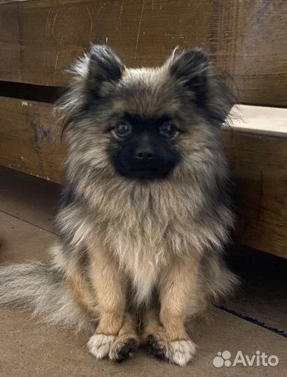 Щенки шпица