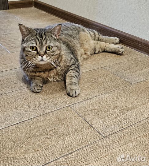 Шотландская кошка