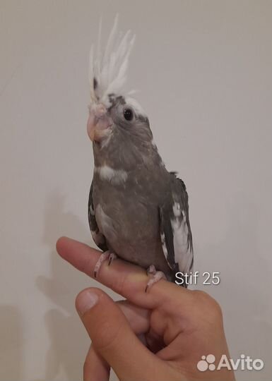 Птенцы кореллы