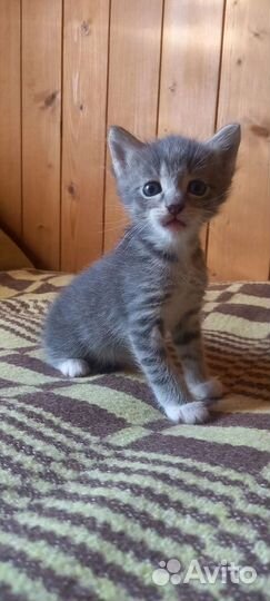 Котик Тимофей Васильевич