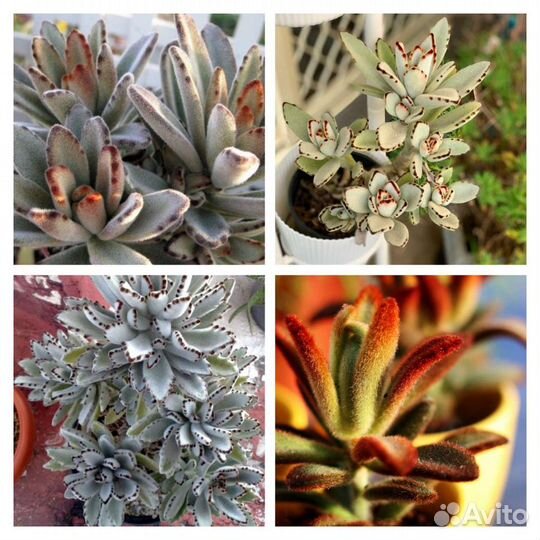 Эхеверии, эчеверии