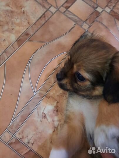 Щенки чихуахуа мальчик