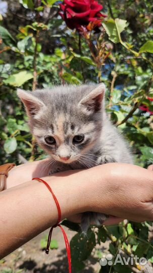 Котёнок девочка ищет семью