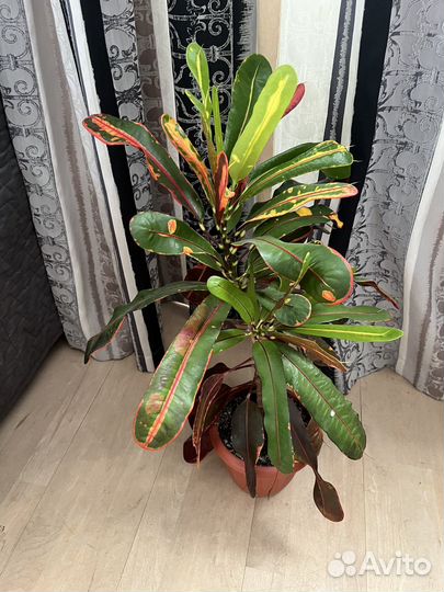 Кодениум кротон