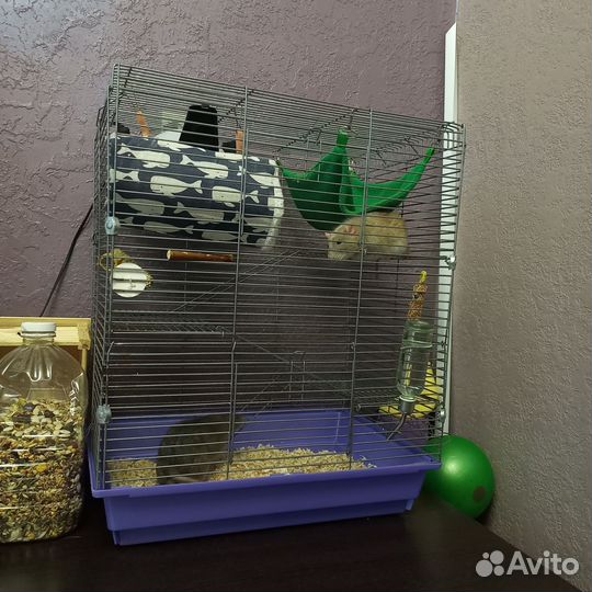 Крысы дамбо в добрые руки с клеткой