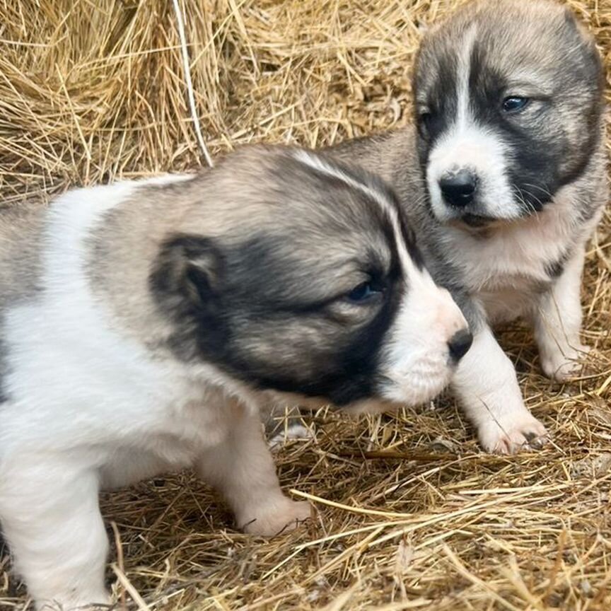 Щенки алабая продажа