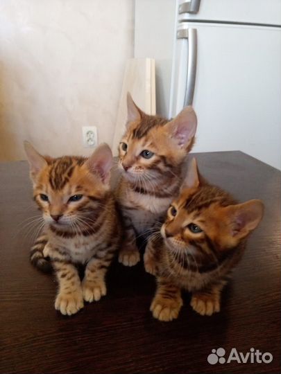 Бенгальские котята