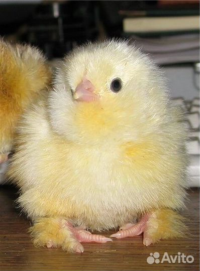 Инкубационное яйцо породистых кур